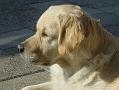 10-Dsc03401_janyss