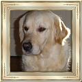 15-golden_janyss_2004_2