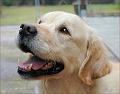 17-golden_janyss_250306