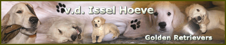 Golden Retrievers kennel b.d. Issel Hoeve, Melody